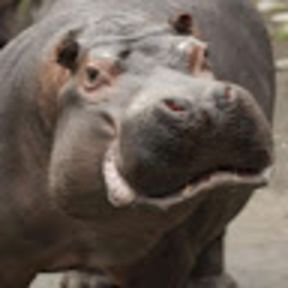 Meet your Posher, Hope - Picture 1 of 1